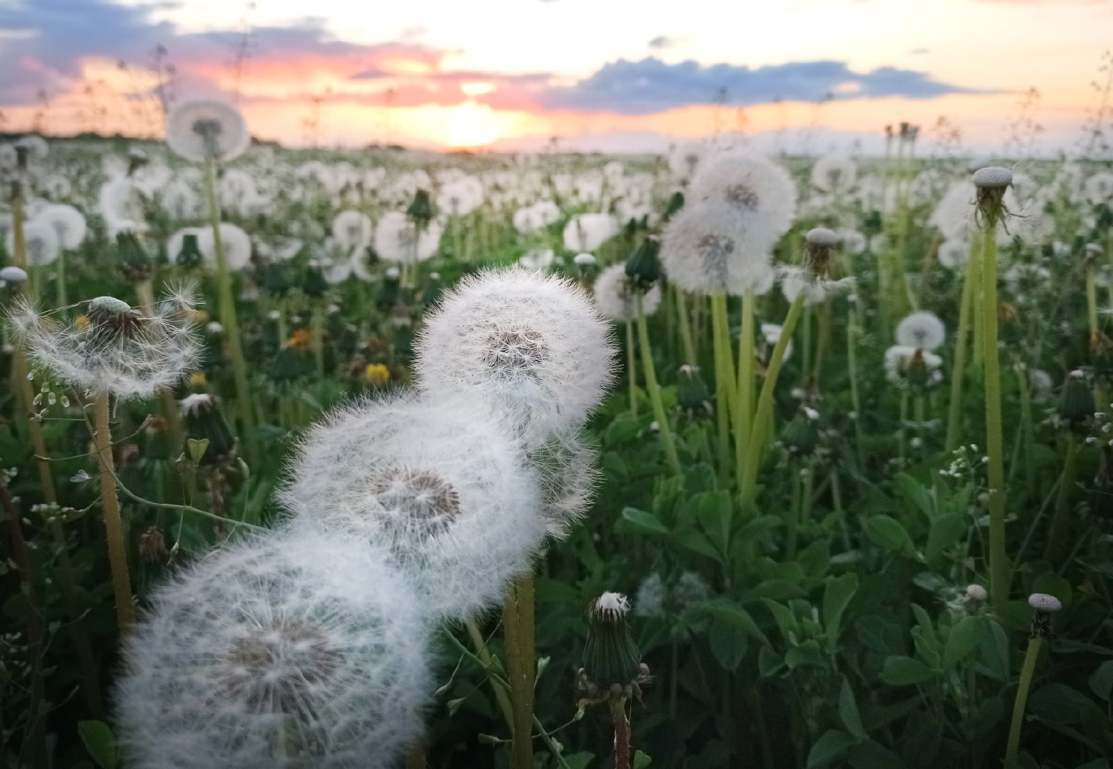 В топе выходных – буквально заснеженные поля и луга. Жители Владимирской области делятся красивыми снимками и видео с одуванчиками и пухом с деревьев. Белое покрывало смотрится очень контрастно на фоне зеленой травы. Оцените сами!