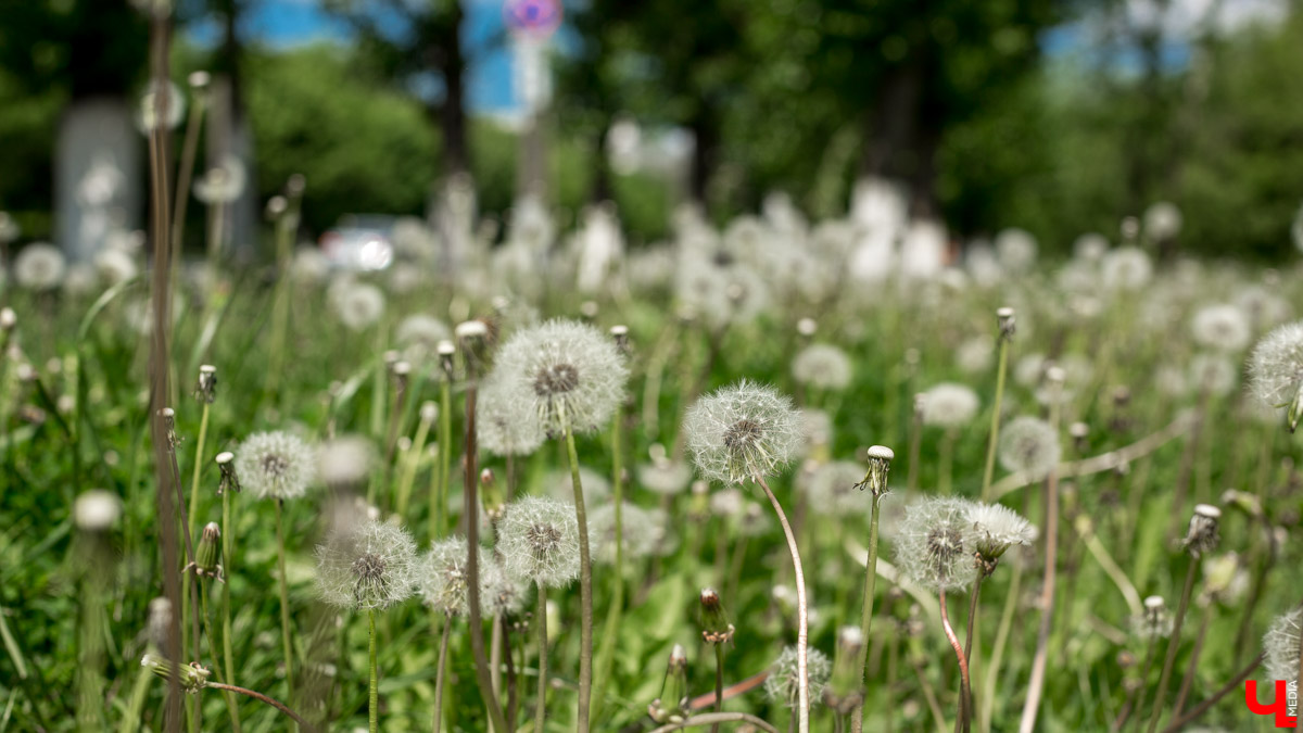 В топе выходных – буквально заснеженные поля и луга. Жители Владимирской области делятся красивыми снимками и видео с одуванчиками и пухом с деревьев. Белое покрывало смотрится очень контрастно на фоне зеленой травы. Оцените сами!