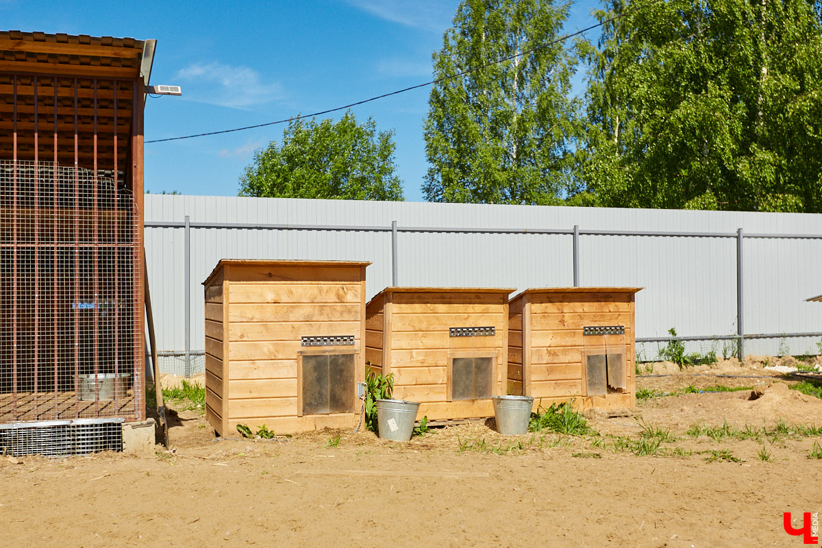 Собака бывает кусачей только от жизни собачьей. А в частном приюте «Дорога добра» все хвостатые питомцы очень дружелюбные и всегда рады гостям. Убедитесь в этом сами. Внимание: фото заряжены на позитив!
