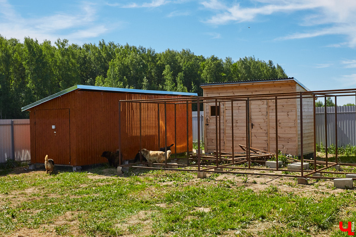 Собака бывает кусачей только от жизни собачьей. А в частном приюте «Дорога добра» все хвостатые питомцы очень дружелюбные и всегда рады гостям. Убедитесь в этом сами. Внимание: фото заряжены на позитив!