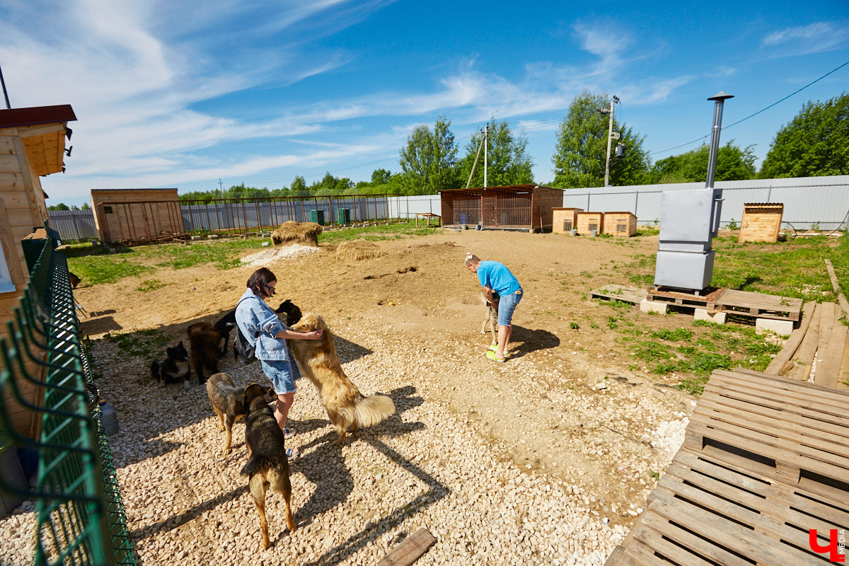 Собака бывает кусачей только от жизни собачьей. А в частном приюте «Дорога добра» все хвостатые питомцы очень дружелюбные и всегда рады гостям. Убедитесь в этом сами. Внимание: фото заряжены на позитив!
