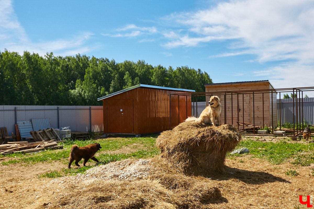 Собака бывает кусачей только от жизни собачьей. А в частном приюте «Дорога добра» все хвостатые питомцы очень дружелюбные и всегда рады гостям. Убедитесь в этом сами. Внимание: фото заряжены на позитив!