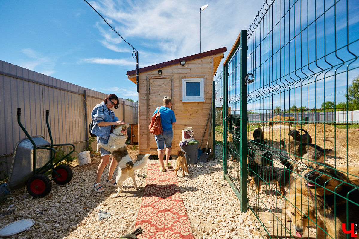 Собака бывает кусачей только от жизни собачьей. А в частном приюте «Дорога добра» все хвостатые питомцы очень дружелюбные и всегда рады гостям. Убедитесь в этом сами. Внимание: фото заряжены на позитив!