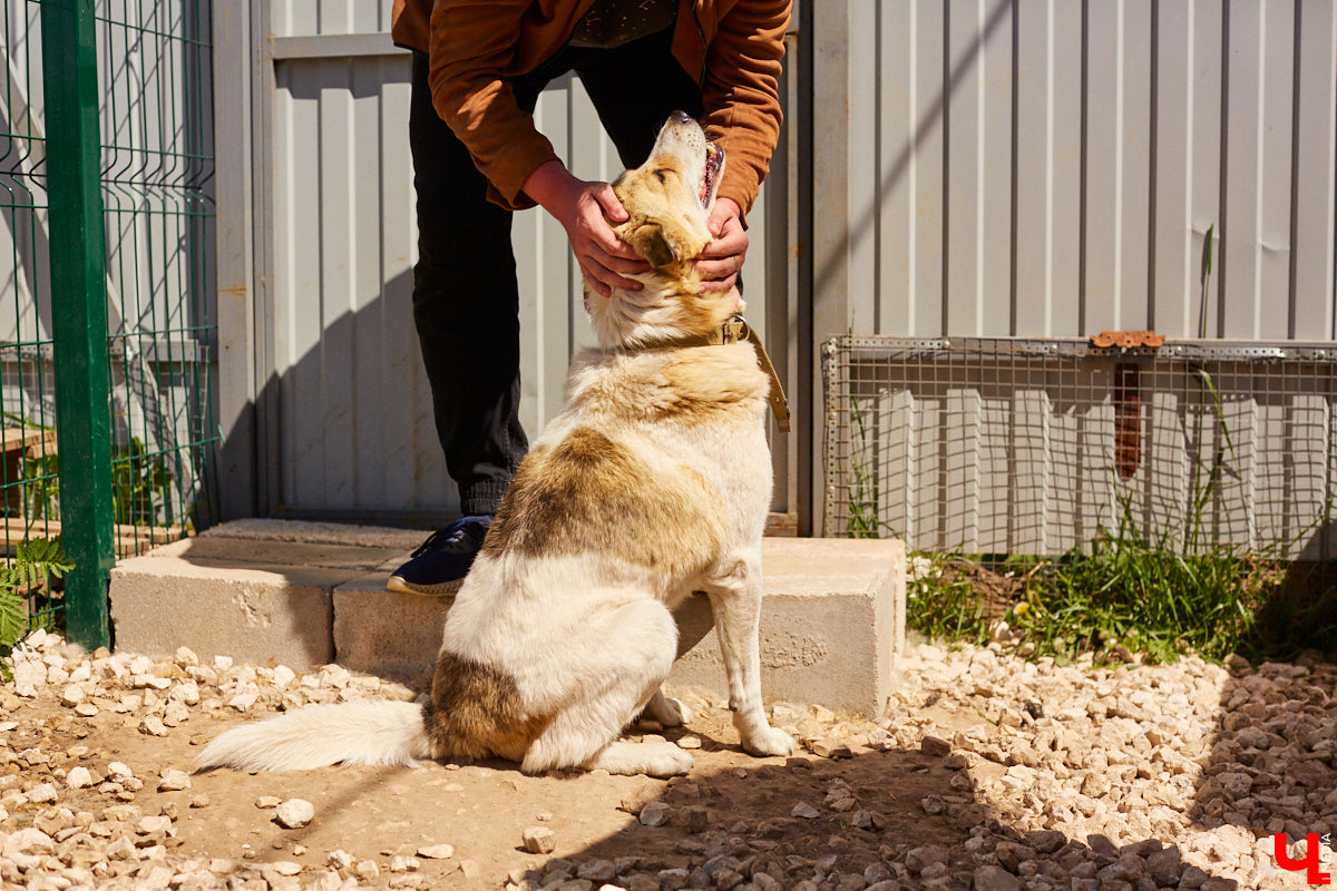 Собака бывает кусачей только от жизни собачьей. А в частном приюте «Дорога добра» все хвостатые питомцы очень дружелюбные и всегда рады гостям. Убедитесь в этом сами. Внимание: фото заряжены на позитив!