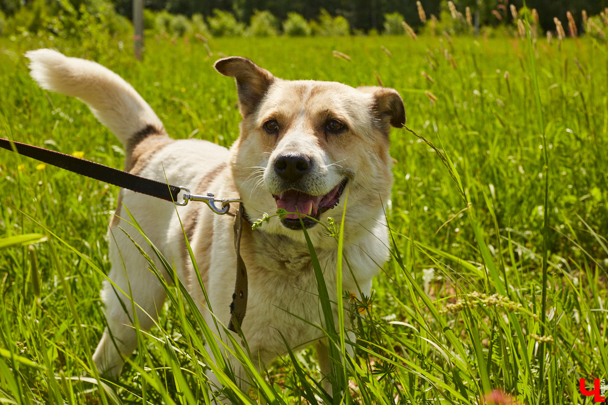 Собака бывает кусачей только от жизни собачьей. А в частном приюте «Дорога добра» все хвостатые питомцы очень дружелюбные и всегда рады гостям. Убедитесь в этом сами. Внимание: фото заряжены на позитив!