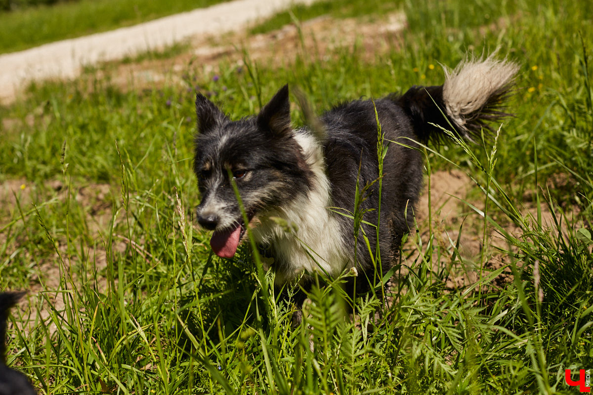 Собака бывает кусачей только от жизни собачьей. А в частном приюте «Дорога добра» все хвостатые питомцы очень дружелюбные и всегда рады гостям. Убедитесь в этом сами. Внимание: фото заряжены на позитив!