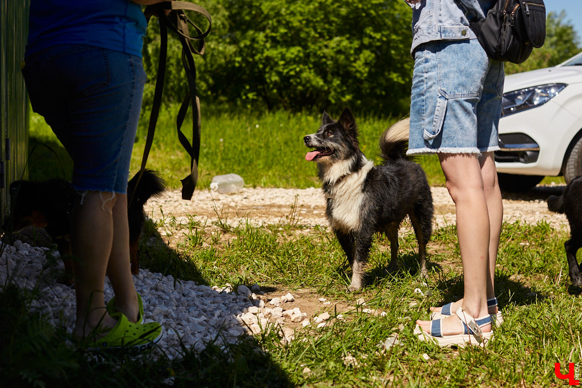 Собака бывает кусачей только от жизни собачьей. А в частном приюте «Дорога добра» все хвостатые питомцы очень дружелюбные и всегда рады гостям. Убедитесь в этом сами. Внимание: фото заряжены на позитив!