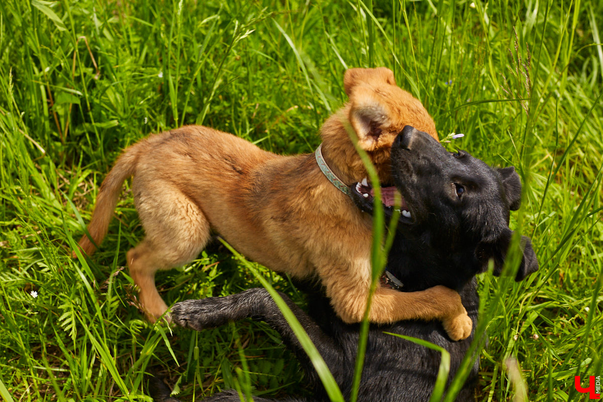 Собака бывает кусачей только от жизни собачьей. А в частном приюте «Дорога добра» все хвостатые питомцы очень дружелюбные и всегда рады гостям. Убедитесь в этом сами. Внимание: фото заряжены на позитив!