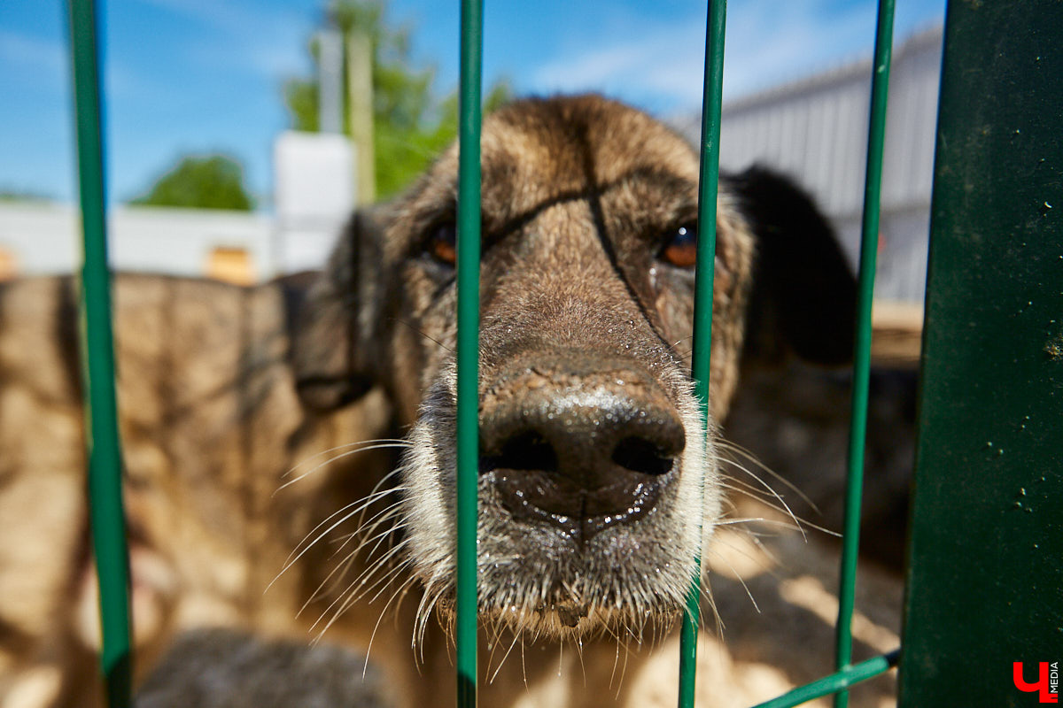 Собака бывает кусачей только от жизни собачьей. А в частном приюте «Дорога добра» все хвостатые питомцы очень дружелюбные и всегда рады гостям. Убедитесь в этом сами. Внимание: фото заряжены на позитив!