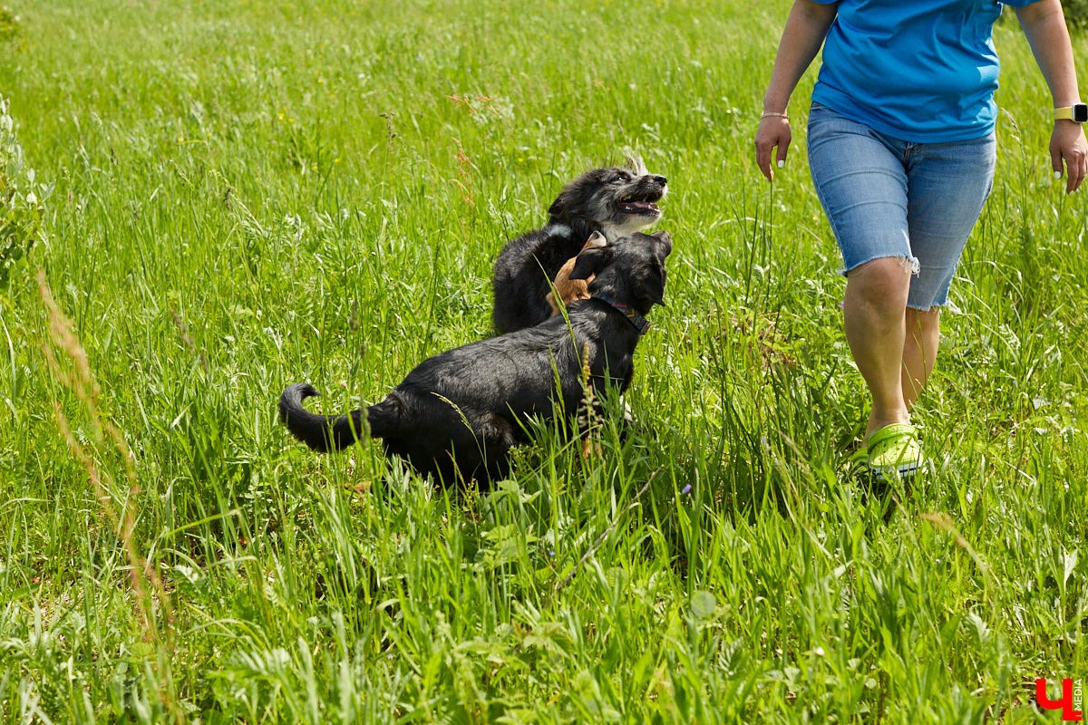 Собака бывает кусачей только от жизни собачьей. А в частном приюте «Дорога добра» все хвостатые питомцы очень дружелюбные и всегда рады гостям. Убедитесь в этом сами. Внимание: фото заряжены на позитив!