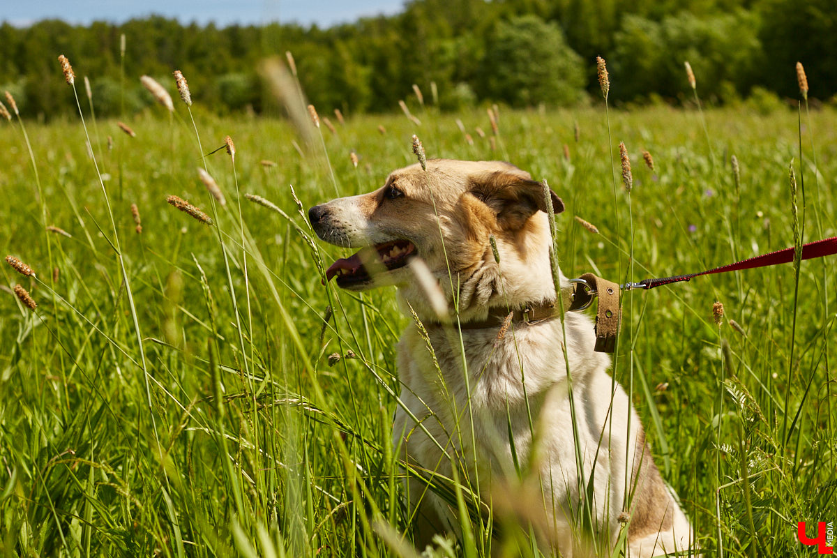 Собака бывает кусачей только от жизни собачьей. А в частном приюте «Дорога добра» все хвостатые питомцы очень дружелюбные и всегда рады гостям. Убедитесь в этом сами. Внимание: фото заряжены на позитив!