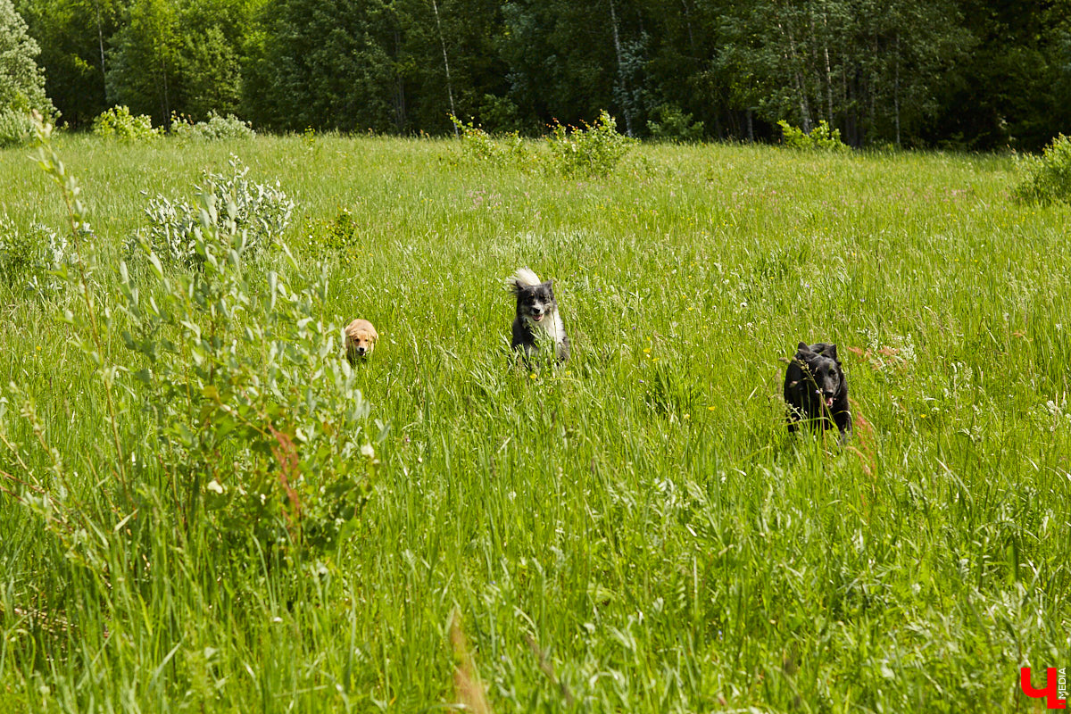 Собака бывает кусачей только от жизни собачьей. А в частном приюте «Дорога добра» все хвостатые питомцы очень дружелюбные и всегда рады гостям. Убедитесь в этом сами. Внимание: фото заряжены на позитив!