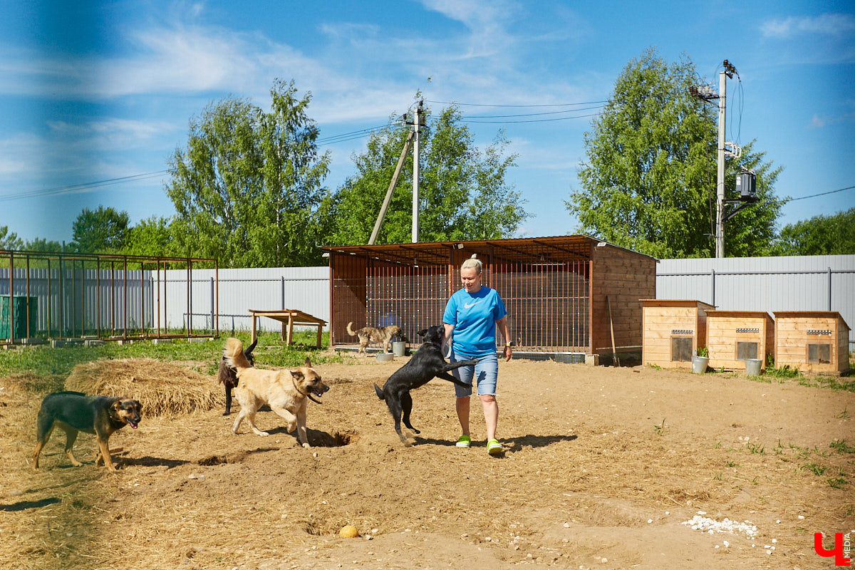 Собака бывает кусачей только от жизни собачьей. А в частном приюте «Дорога добра» все хвостатые питомцы очень дружелюбные и всегда рады гостям. Убедитесь в этом сами. Внимание: фото заряжены на позитив!