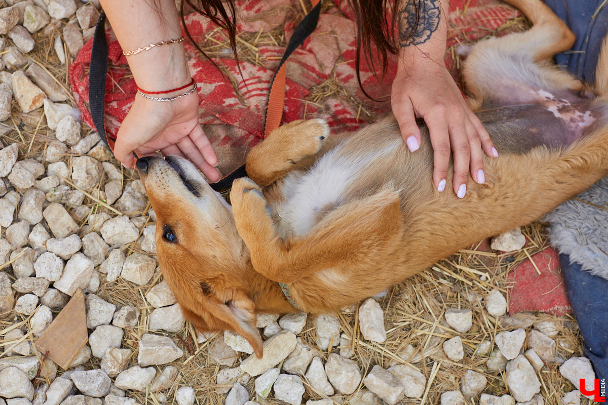 Собака бывает кусачей только от жизни собачьей. А в частном приюте «Дорога добра» все хвостатые питомцы очень дружелюбные и всегда рады гостям. Убедитесь в этом сами. Внимание: фото заряжены на позитив!