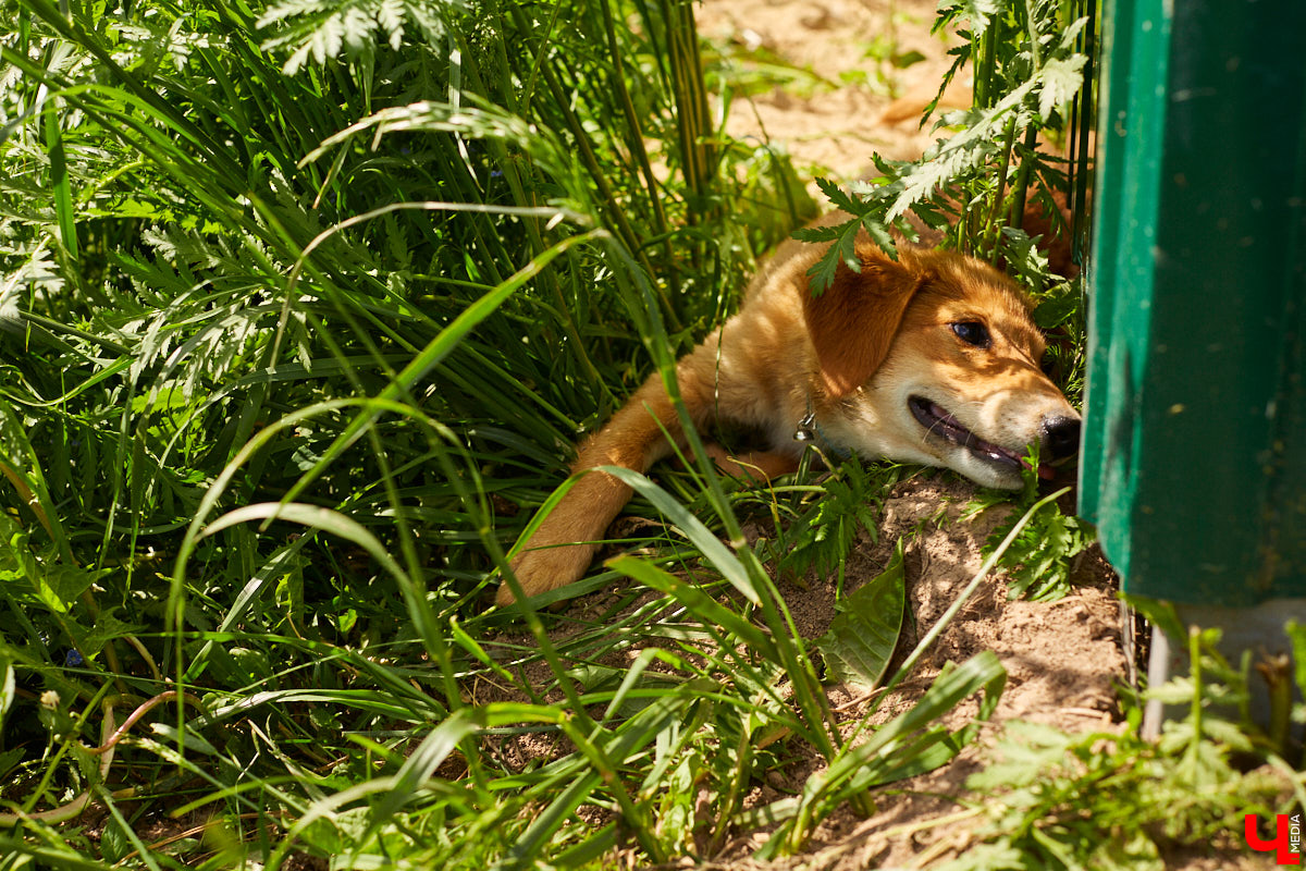 Собака бывает кусачей только от жизни собачьей. А в частном приюте «Дорога добра» все хвостатые питомцы очень дружелюбные и всегда рады гостям. Убедитесь в этом сами. Внимание: фото заряжены на позитив!
