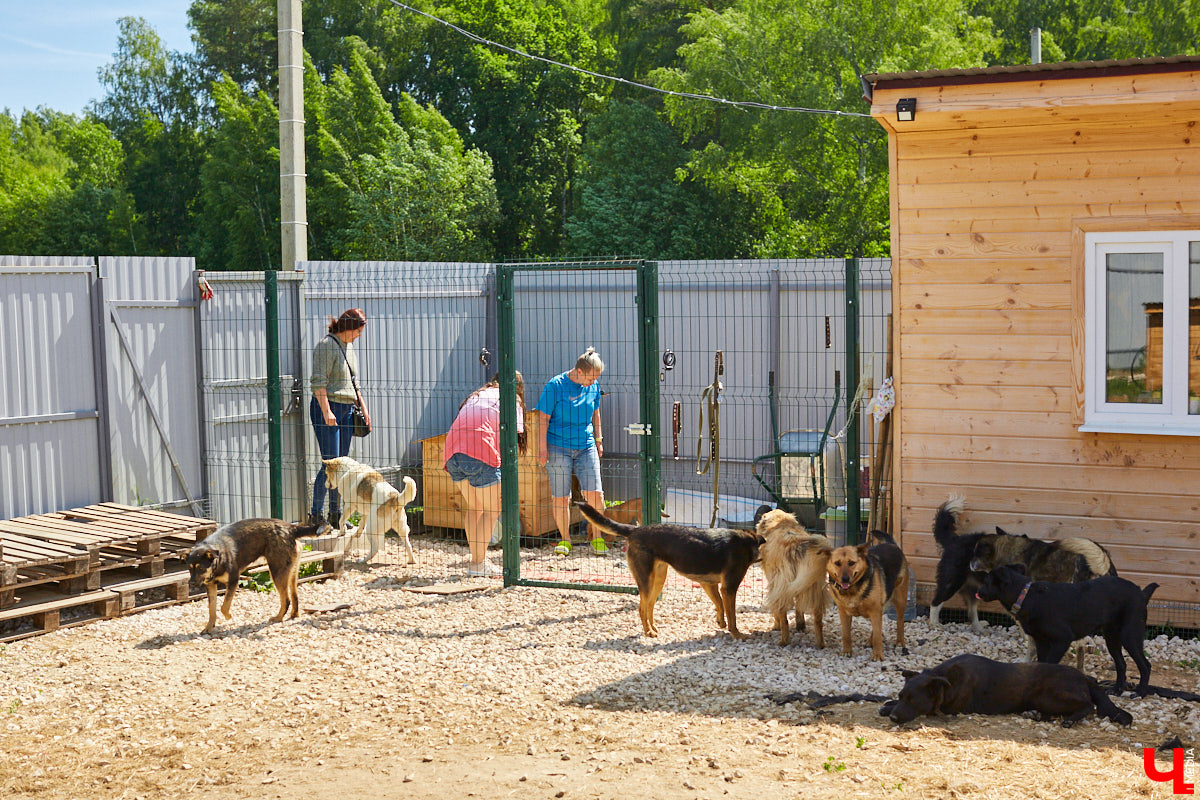 Собака бывает кусачей только от жизни собачьей. А в частном приюте «Дорога добра» все хвостатые питомцы очень дружелюбные и всегда рады гостям. Убедитесь в этом сами. Внимание: фото заряжены на позитив!