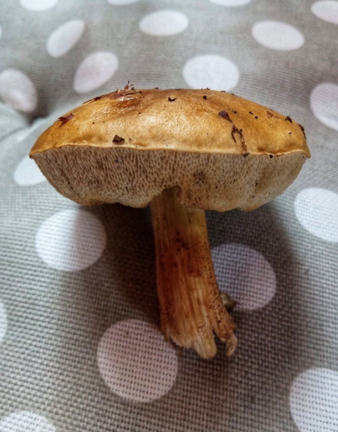 В социальных сетях жители Владимирской области делятся фотографиями первых по-настоящему съедобных грибов. На снимках и подберезовики, и лисички. Специалисты ожидают, что скоро начнется грибной бум. «Ключ-Медиа» выяснил, куда стоит отправиться с корзинкой.