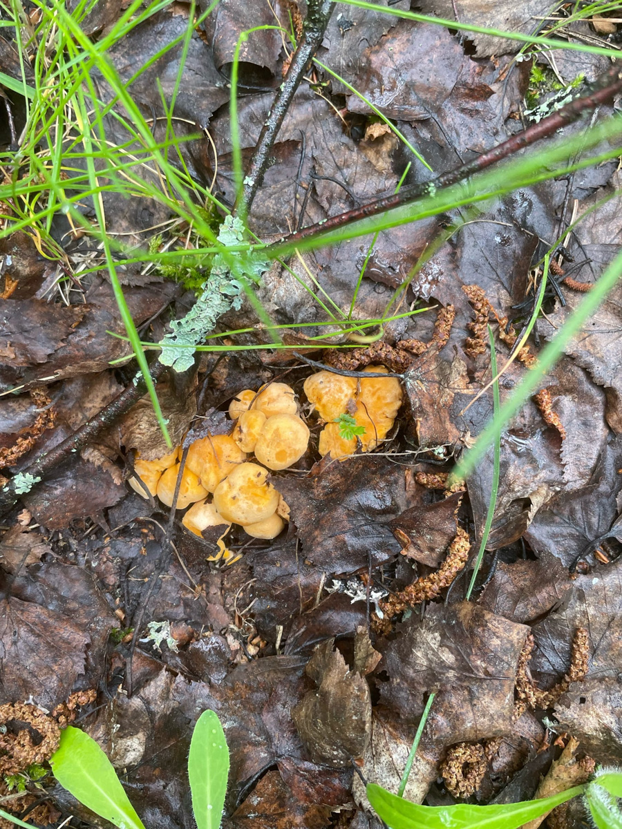 В социальных сетях жители Владимирской области делятся фотографиями первых по-настоящему съедобных грибов. На снимках и подберезовики, и лисички. Специалисты ожидают, что скоро начнется грибной бум. «Ключ-Медиа» выяснил, куда стоит отправиться с корзинкой.
