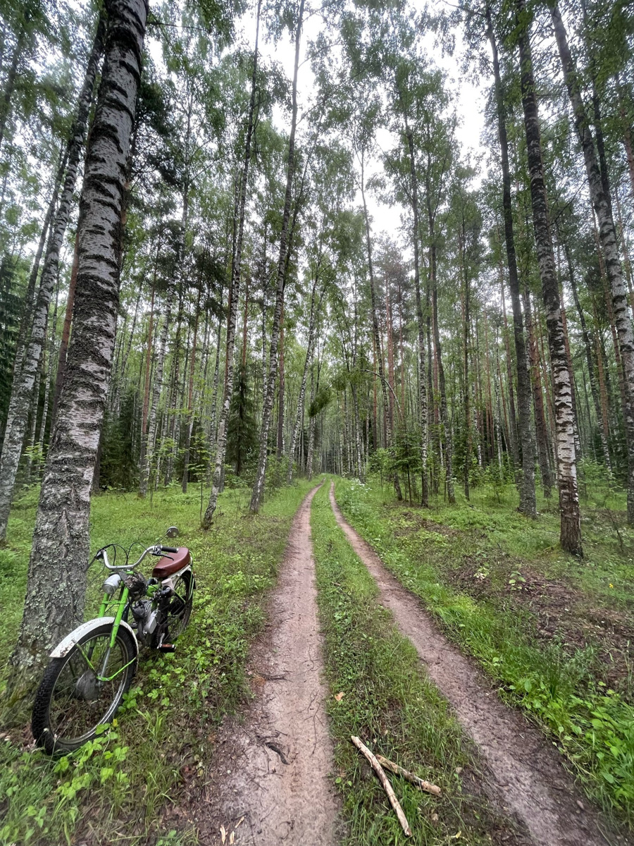 В социальных сетях жители Владимирской области делятся фотографиями первых по-настоящему съедобных грибов. На снимках и подберезовики, и лисички. Специалисты ожидают, что скоро начнется грибной бум. «Ключ-Медиа» выяснил, куда стоит отправиться с корзинкой.
