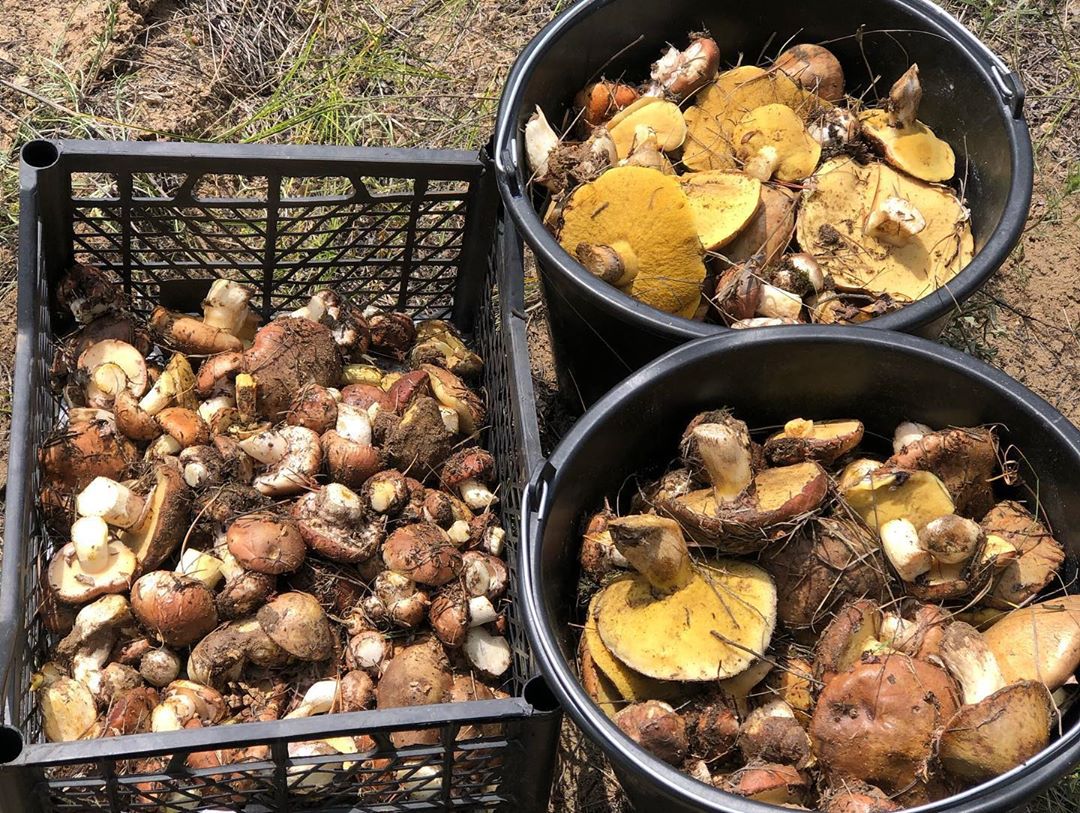 В социальных сетях жители Владимирской области делятся фотографиями первых по-настоящему съедобных грибов. На снимках и подберезовики, и лисички. Специалисты ожидают, что скоро начнется грибной бум. «Ключ-Медиа» выяснил, куда стоит отправиться с корзинкой.