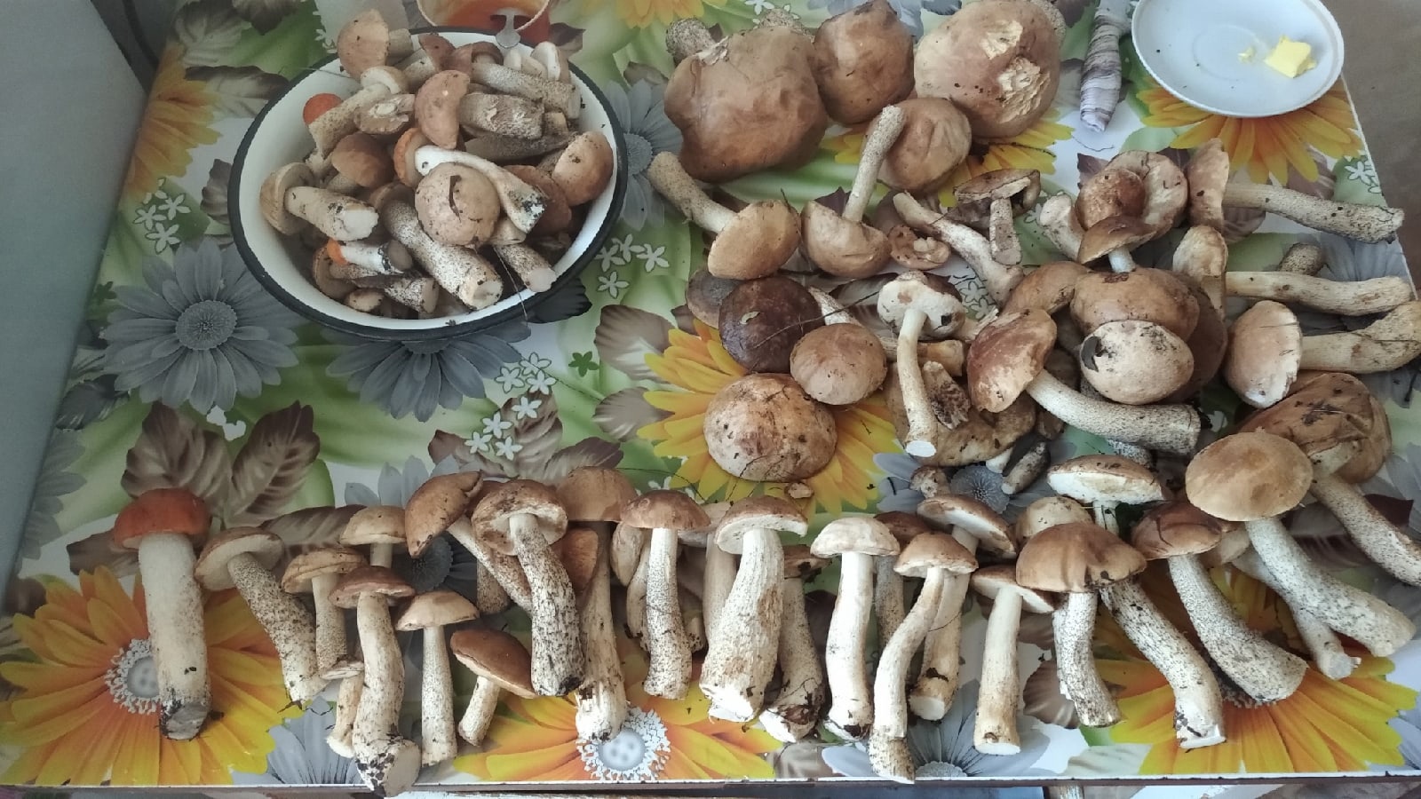 В социальных сетях жители Владимирской области делятся фотографиями первых по-настоящему съедобных грибов. На снимках и подберезовики, и лисички. Специалисты ожидают, что скоро начнется грибной бум. «Ключ-Медиа» выяснил, куда стоит отправиться с корзинкой.