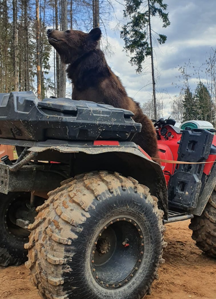 Запечатлеть себя рядом со звездным медведем, который сейчас задействован в съемках с Дмитрием Нагиевым, решились друзья из Коврова. В результате огромный зверь устроил за мужчинами настоящую погоню. Что из этого вышло, понятно из короткого ролика и последующих за ним фотографий.
