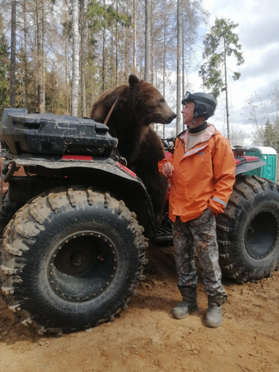 Запечатлеть себя рядом со звездным медведем, который сейчас задействован в съемках с Дмитрием Нагиевым, решились друзья из Коврова. В результате огромный зверь устроил за мужчинами настоящую погоню. Что из этого вышло, понятно из короткого ролика и последующих за ним фотографий.