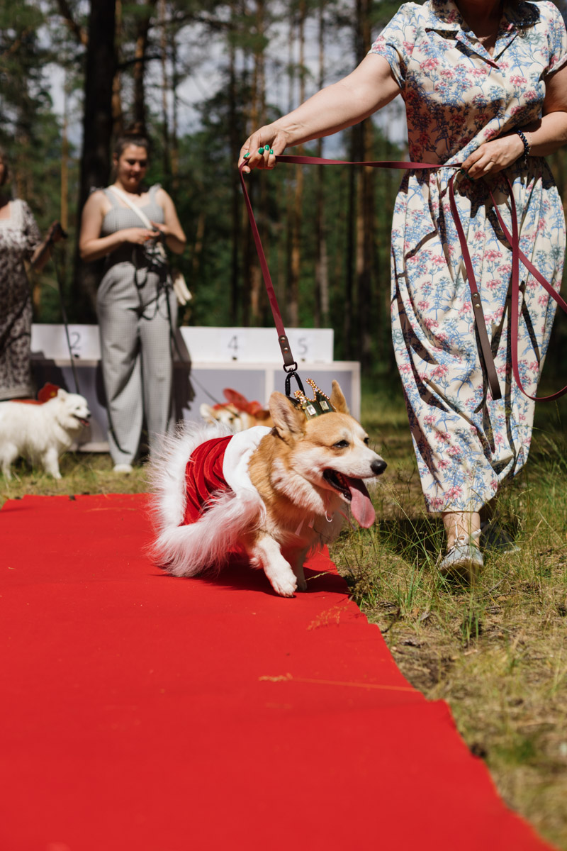 Плюсы быть «коржом»: спишь в любое время, хорошо питаешься, обладаешь чарующей попой и не организуешь крутые праздники самостоятельно, потому что у тебя лапки. На собачьей birthday party, состоявшейся в конце июня, собрались 40 умилительных коржей. Каждый из них привёл с собой любимого хозяина, иногда и обоих сразу. О самой ламповой и масштабной коргитусе во Владимире рассказывает организатор Татьяна Ванькина