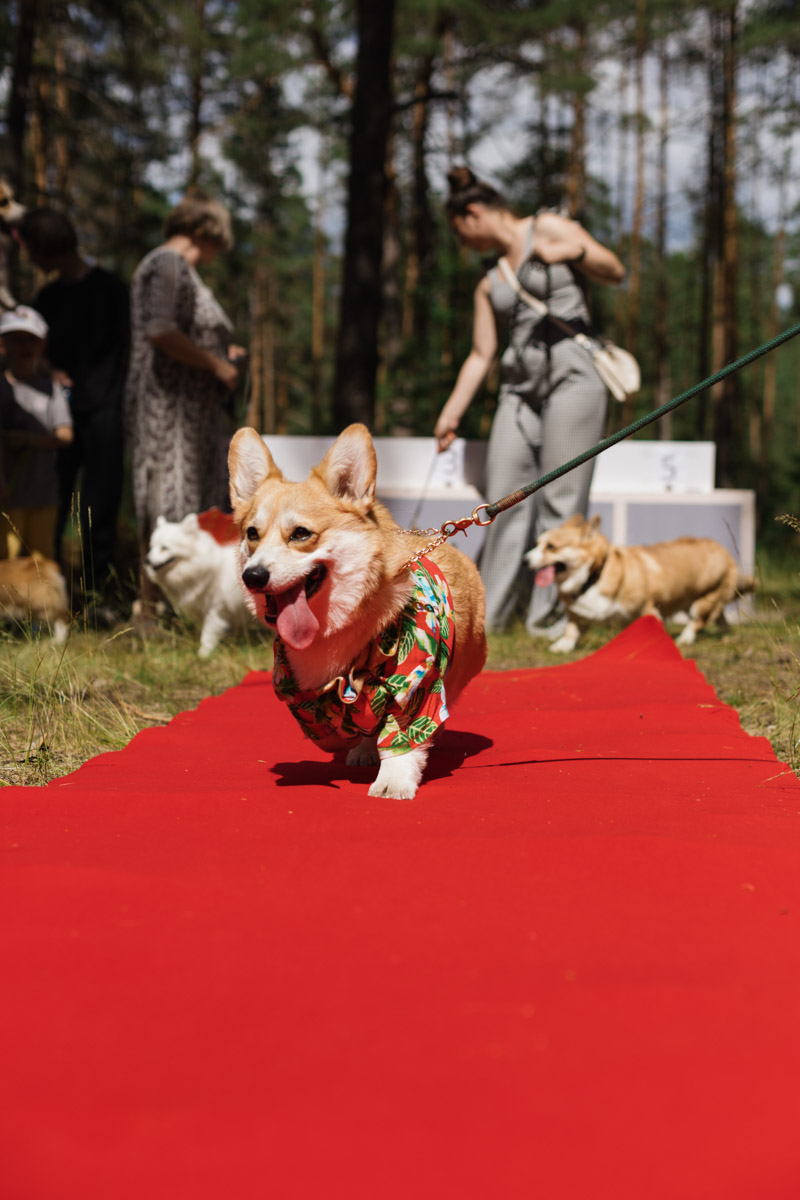 Плюсы быть «коржом»: спишь в любое время, хорошо питаешься, обладаешь чарующей попой и не организуешь крутые праздники самостоятельно, потому что у тебя лапки. На собачьей birthday party, состоявшейся в конце июня, собрались 40 умилительных коржей. Каждый из них привёл с собой любимого хозяина, иногда и обоих сразу. О самой ламповой и масштабной коргитусе во Владимире рассказывает организатор Татьяна Ванькина
