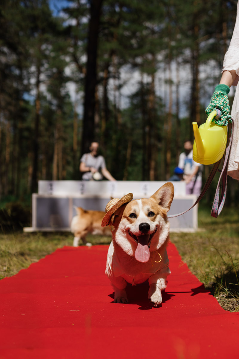 Плюсы быть «коржом»: спишь в любое время, хорошо питаешься, обладаешь чарующей попой и не организуешь крутые праздники самостоятельно, потому что у тебя лапки. На собачьей birthday party, состоявшейся в конце июня, собрались 40 умилительных коржей. Каждый из них привёл с собой любимого хозяина, иногда и обоих сразу. О самой ламповой и масштабной коргитусе во Владимире рассказывает организатор Татьяна Ванькина