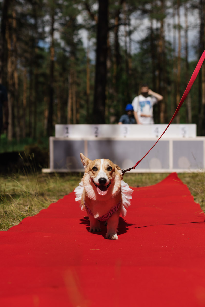 Плюсы быть «коржом»: спишь в любое время, хорошо питаешься, обладаешь чарующей попой и не организуешь крутые праздники самостоятельно, потому что у тебя лапки. На собачьей birthday party, состоявшейся в конце июня, собрались 40 умилительных коржей. Каждый из них привёл с собой любимого хозяина, иногда и обоих сразу. О самой ламповой и масштабной коргитусе во Владимире рассказывает организатор Татьяна Ванькина