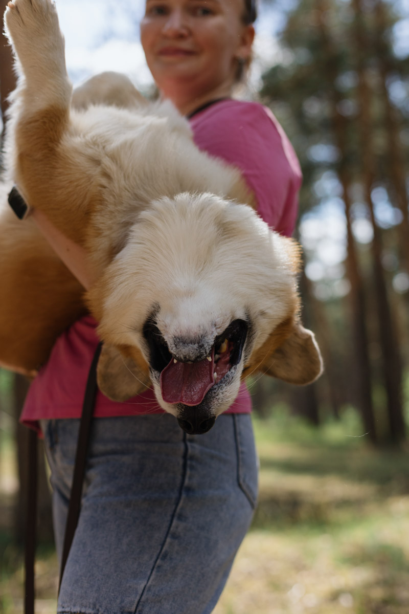 Плюсы быть «коржом»: спишь в любое время, хорошо питаешься, обладаешь чарующей попой и не организуешь крутые праздники самостоятельно, потому что у тебя лапки. На собачьей birthday party, состоявшейся в конце июня, собрались 40 умилительных коржей. Каждый из них привёл с собой любимого хозяина, иногда и обоих сразу. О самой ламповой и масштабной коргитусе во Владимире рассказывает организатор Татьяна Ванькина