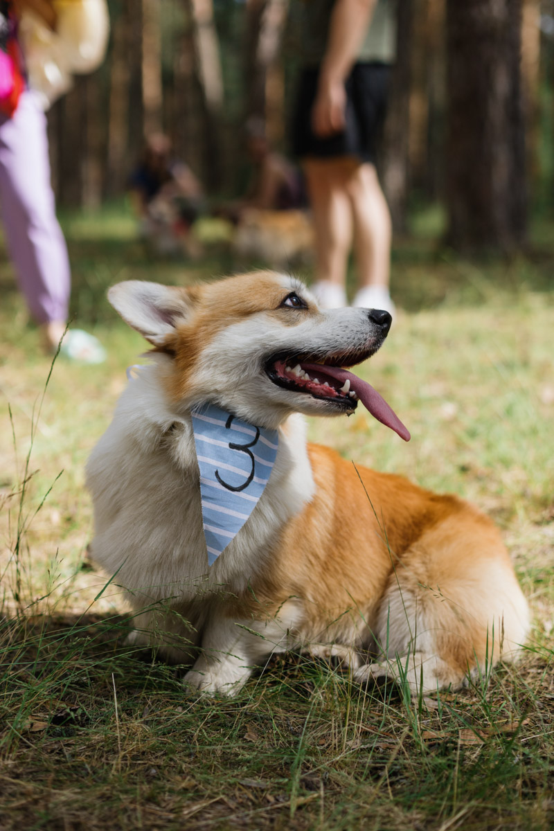 Плюсы быть «коржом»: спишь в любое время, хорошо питаешься, обладаешь чарующей попой и не организуешь крутые праздники самостоятельно, потому что у тебя лапки. На собачьей birthday party, состоявшейся в конце июня, собрались 40 умилительных коржей. Каждый из них привёл с собой любимого хозяина, иногда и обоих сразу. О самой ламповой и масштабной коргитусе во Владимире рассказывает организатор Татьяна Ванькина