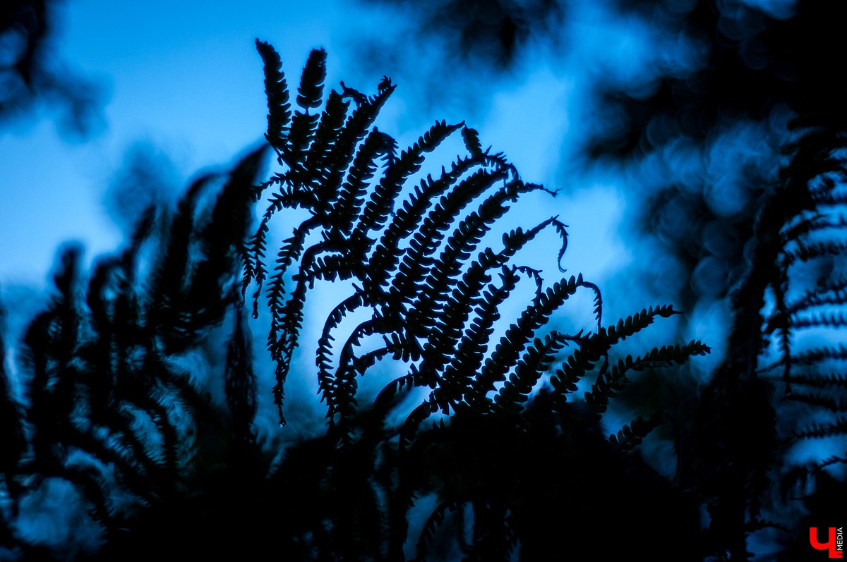 Иван Купала – самый таинственный и красивый праздник, дошедший до нас из далекого прошлого. И пусть дата, которая приходилась на день летнего солнцестояния, сместилась на 7 июля, языческие традиции сохранились. Многие из них сейчас воспринимаются как декоративные, но есть и те, кто верит в их сакральный смысл. Итак, три ярких обряда, которые стоит провести в Купальскую ночь.