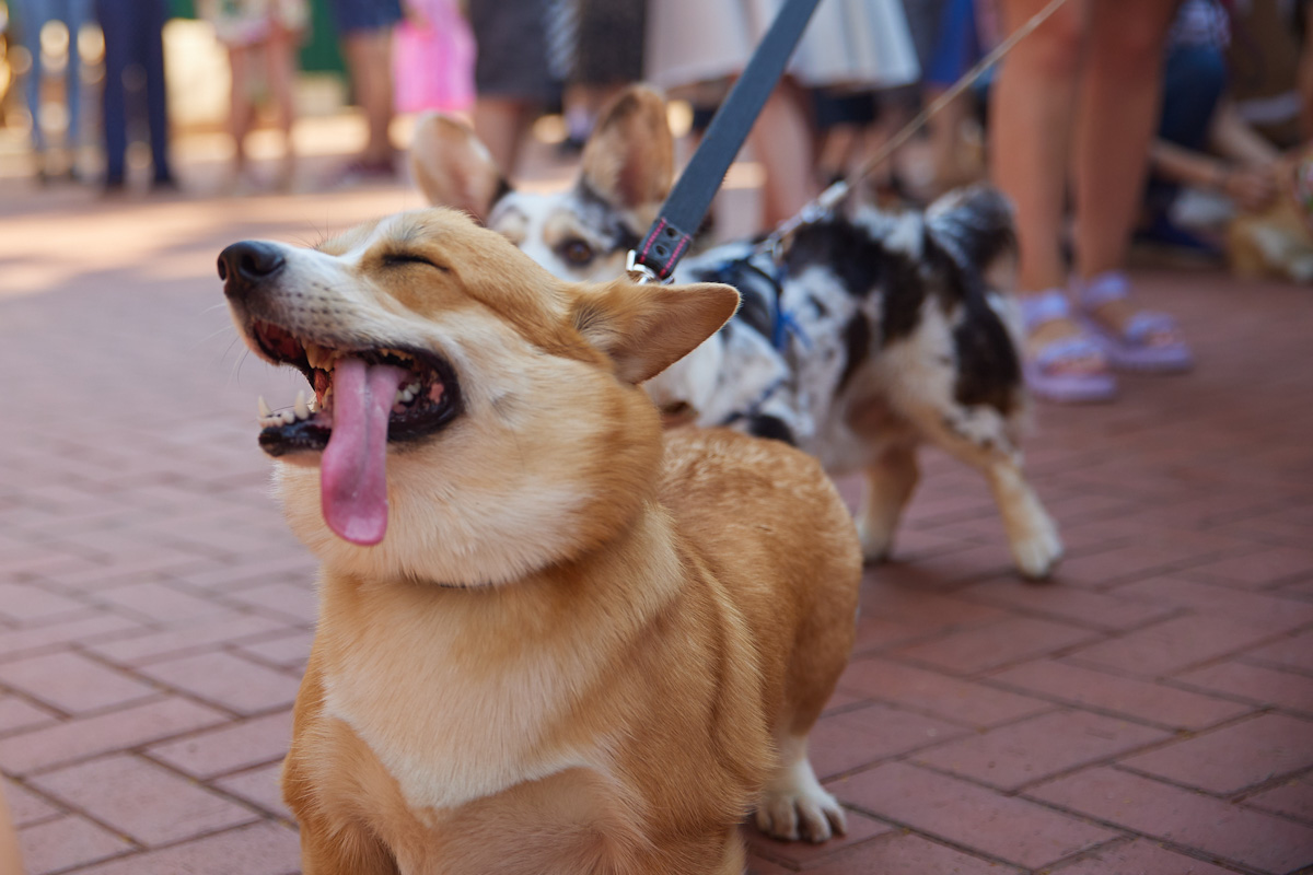 В день открытия выставки «People вместе» на сцене выступали творческие коллективы города, сообщество корги устроило дефиле своих питомцев в красивых костюмах, а ведущие провели розыгрыши призов от спонсоров и веселые конкурсы. И все ради помощи бездомным хвостикам!