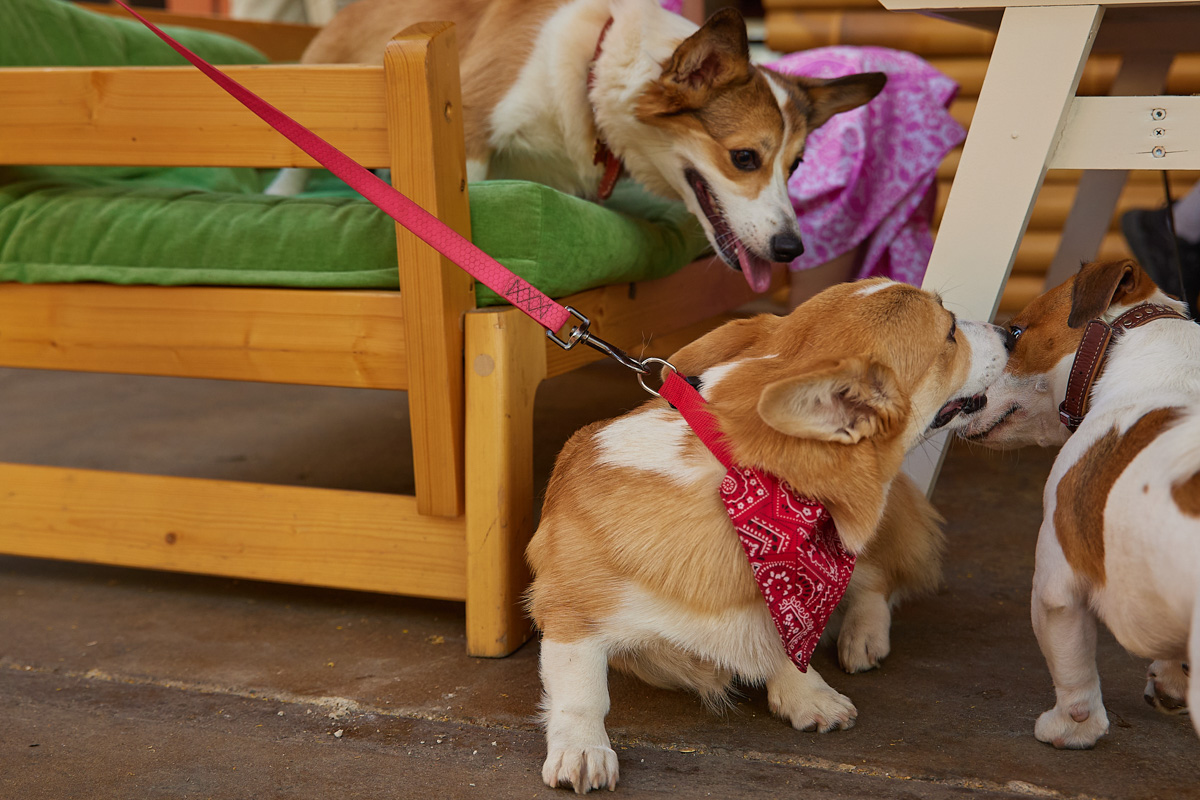 В день открытия выставки «People вместе» на сцене выступали творческие коллективы города, сообщество корги устроило дефиле своих питомцев в красивых костюмах, а ведущие провели розыгрыши призов от спонсоров и веселые конкурсы. И все ради помощи бездомным хвостикам!