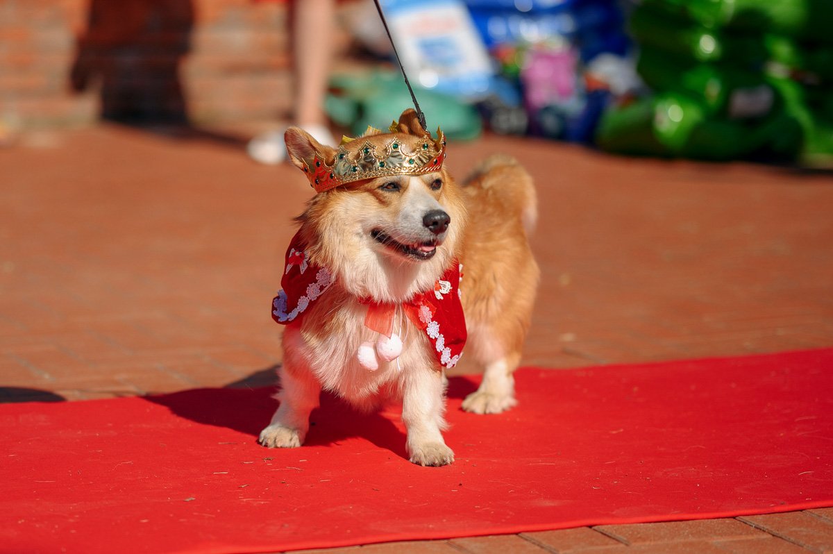 В день открытия выставки «People вместе» на сцене выступали творческие коллективы города, сообщество корги устроило дефиле своих питомцев в красивых костюмах, а ведущие провели розыгрыши призов от спонсоров и веселые конкурсы. И все ради помощи бездомным хвостикам!