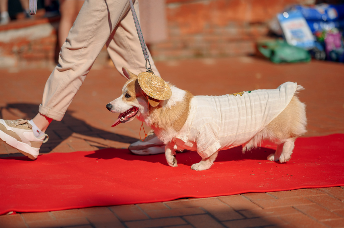 В день открытия выставки «People вместе» на сцене выступали творческие коллективы города, сообщество корги устроило дефиле своих питомцев в красивых костюмах, а ведущие провели розыгрыши призов от спонсоров и веселые конкурсы. И все ради помощи бездомным хвостикам!