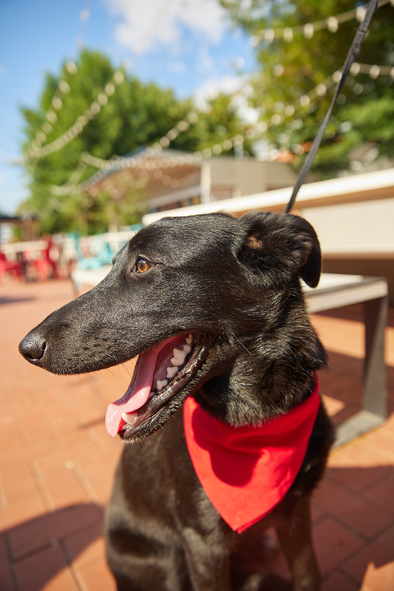 В день открытия выставки «People вместе» на сцене выступали творческие коллективы города, сообщество корги устроило дефиле своих питомцев в красивых костюмах, а ведущие провели розыгрыши призов от спонсоров и веселые конкурсы. И все ради помощи бездомным хвостикам!