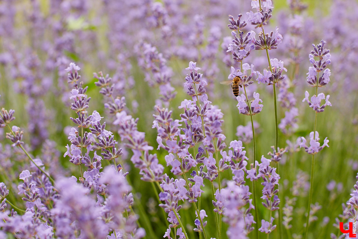 Поменять квартиру в самом центре Владимира на жизнь за городом решатся не все. Но героиня нашего сегодняшнего материала свой выбор сделала в пользу коттеджа. Теперь у нее и ее семьи свой просторный дом с кухней мечты, красивым садом и бассейном.