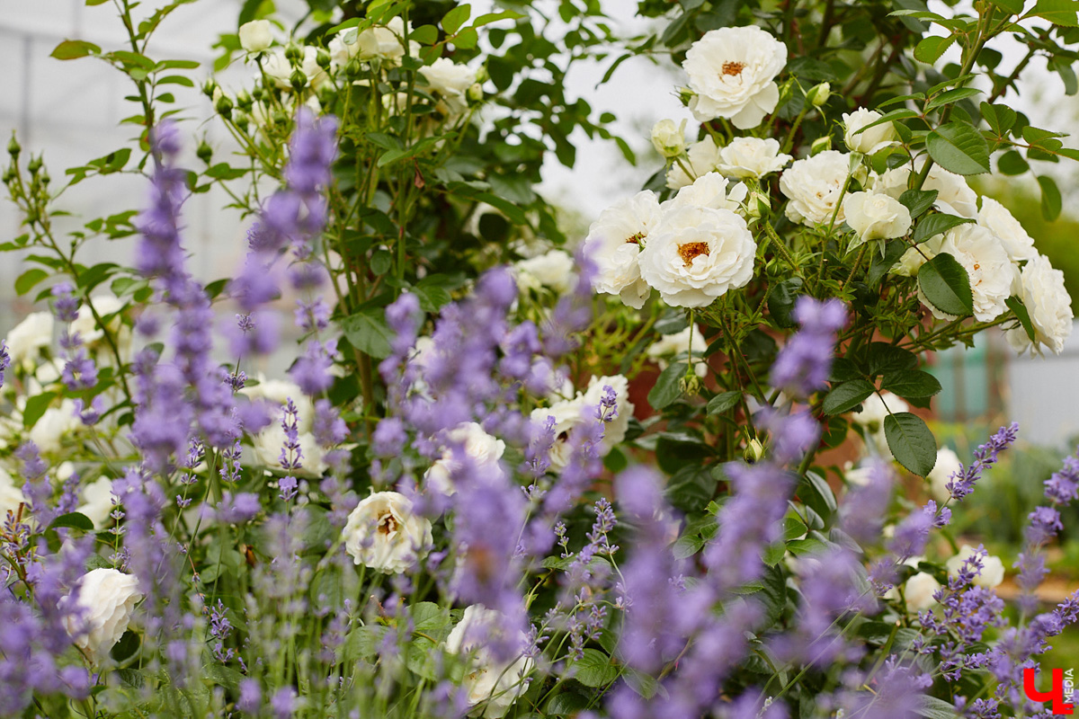 Поменять квартиру в самом центре Владимира на жизнь за городом решатся не все. Но героиня нашего сегодняшнего материала свой выбор сделала в пользу коттеджа. Теперь у нее и ее семьи свой просторный дом с кухней мечты, красивым садом и бассейном.