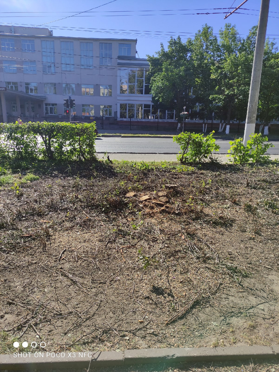 Во Владимире царит жара, и единственное, что хочется в такую погоду, находясь на солнцепеке, – укрыться в тени развесистой кроны деревьев. А сделать это в нашем городе в последнее время все труднее.