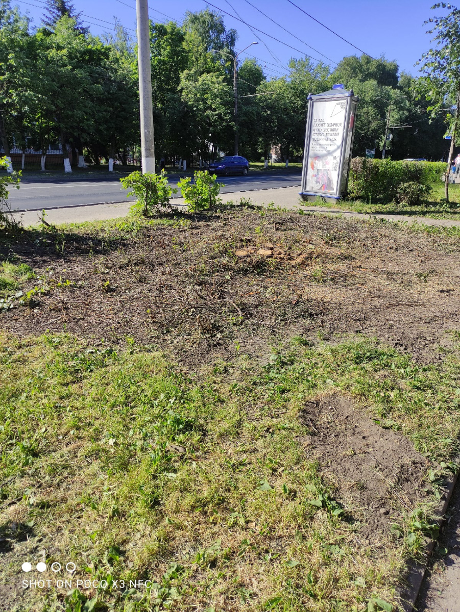 Во Владимире царит жара, и единственное, что хочется в такую погоду, находясь на солнцепеке, – укрыться в тени развесистой кроны деревьев. А сделать это в нашем городе в последнее время все труднее.