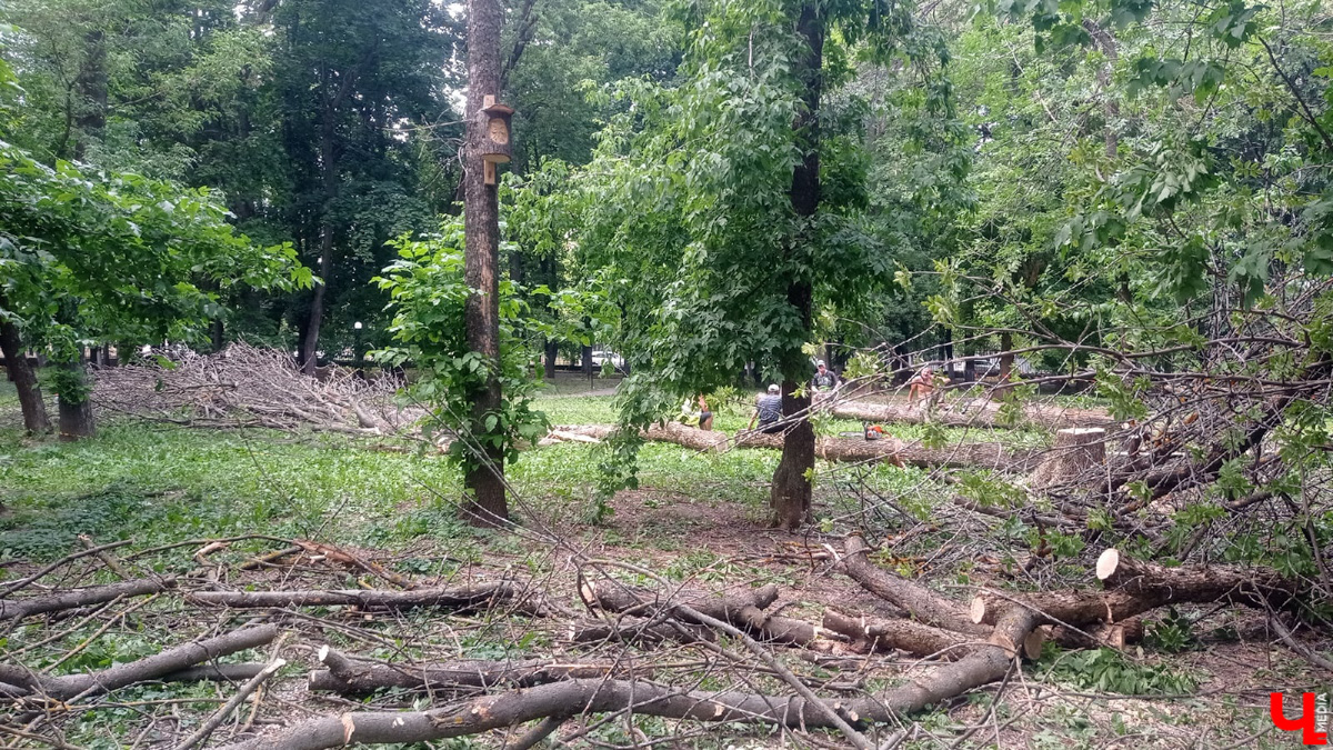 Во Владимире царит жара, и единственное, что хочется в такую погоду, находясь на солнцепеке, – укрыться в тени развесистой кроны деревьев. А сделать это в нашем городе в последнее время все труднее.