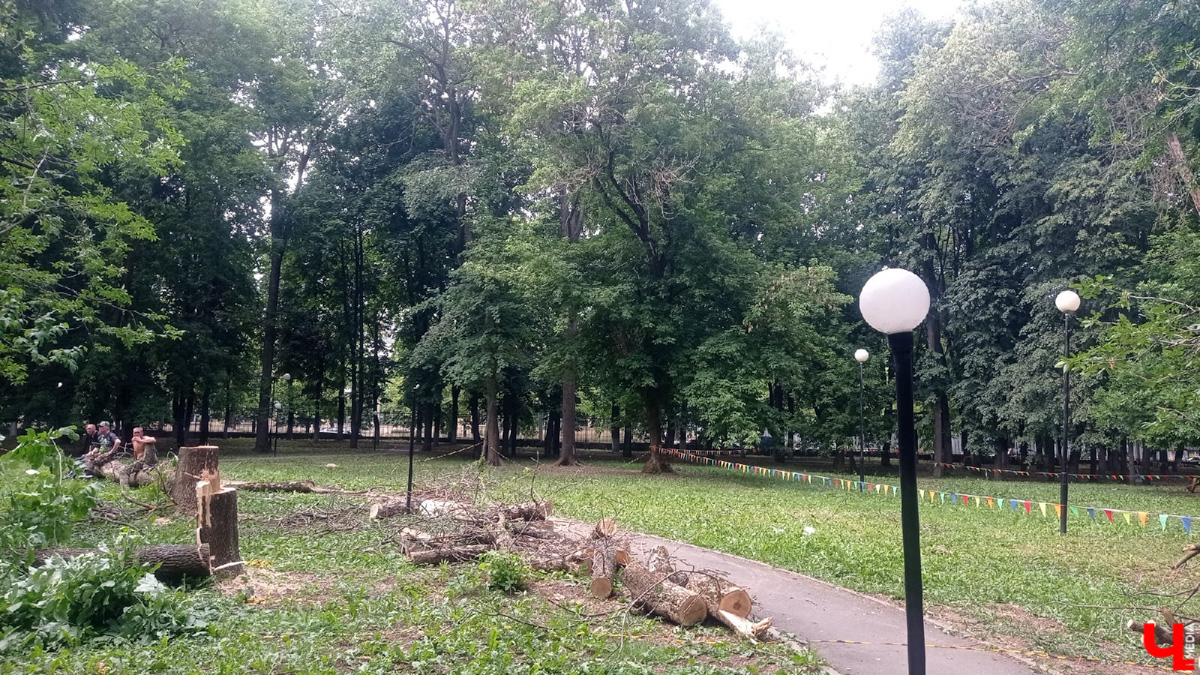 Во Владимире царит жара, и единственное, что хочется в такую погоду, находясь на солнцепеке, – укрыться в тени развесистой кроны деревьев. А сделать это в нашем городе в последнее время все труднее.