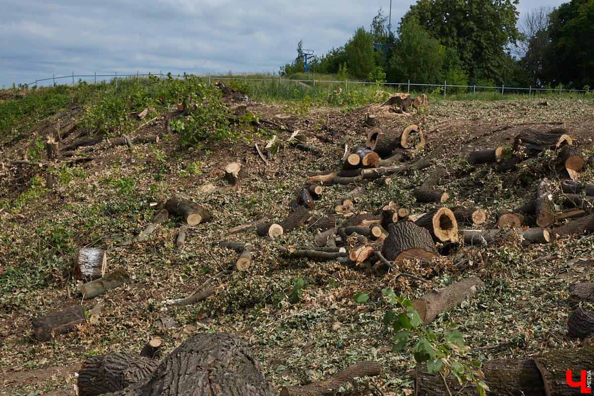 Во Владимире царит жара, и единственное, что хочется в такую погоду, находясь на солнцепеке, – укрыться в тени развесистой кроны деревьев. А сделать это в нашем городе в последнее время все труднее.