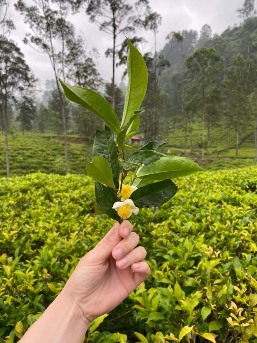 Владимирская танцовщица Алена Пона этим летом выбрала местом для отдыха Шри-Ланку – страну чая, джунглей, азиатского колорита и серфинга. Побывав там, девушка осталась под приятным впечатлением. Чем же пленил ее райский уголок?