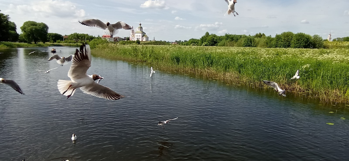 Этим летом в Суздаль приедут тысячи гостей. А сколько они сделают снимков древнего города, сосчитать невозможно. Туристические места и тайные улочки, на которых можно спрятаться от всего мира. Настоящая сувенирная шкатулка нашей страны, которую каждый открывает для себя сам, в объективе гостей и местных жителей.