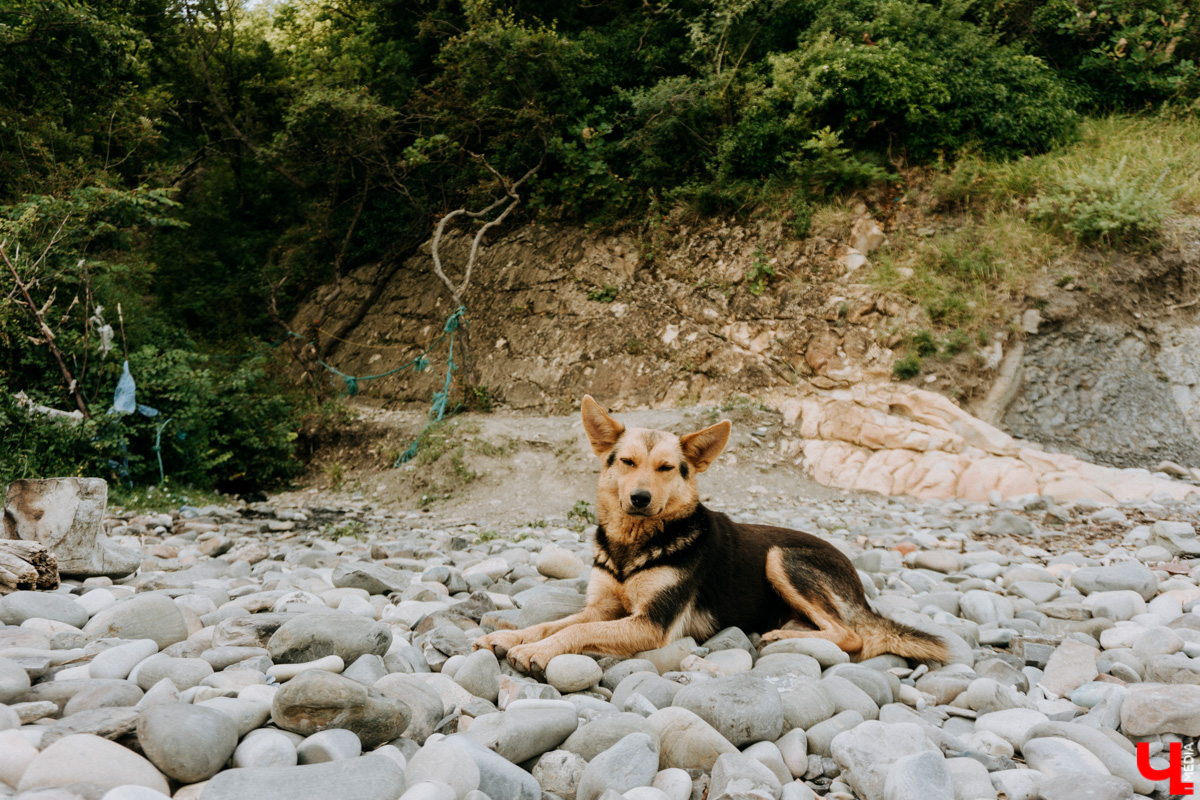 С каждым годом (начиная с 2020-го) возможность проведения отпуска на тёплом морюшке кажется всё более призрачной. Популярные заграничные курорты взвинтили цены на проживание втридорога, да и перелёт обходится в половину стоимости самолёта… Проверяем, как санкции сказались на курортах Чёрного моря, а также составляем примерный план действий экономного путешественника.