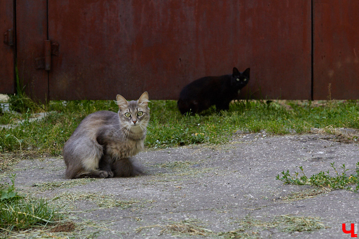 Во Владимире есть небольшая, но очень уютная улица — Ильинская-Покатая. Что о ней помнят старожилы? Откуда взялось название? Попробуем заглянуть в прошлое!
